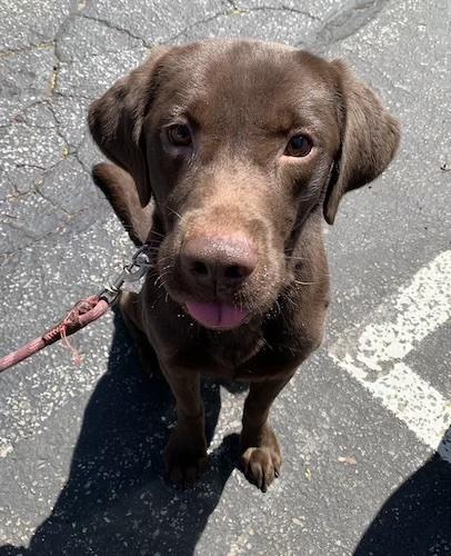 Enlarge Bruin #4, an adopted Chocolate Labrador Retriever in Killingworth, CT image 4/5