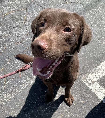 Enlarge Bruin #4, an adopted Chocolate Labrador Retriever in Killingworth, CT image 1/5
