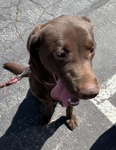 Enlarge Bruin #4, an adopted Chocolate Labrador Retriever in Killingworth, CT image 2/5