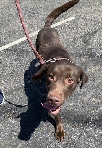 Enlarge Bruin #4, an adopted Chocolate Labrador Retriever in Killingworth, CT image 3/5