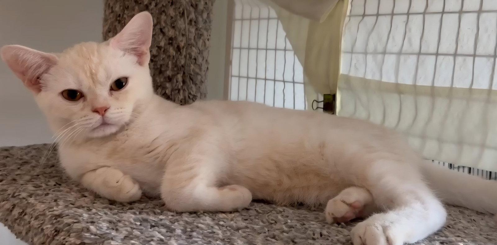 Wisp, Adoptable, Adult Male American Shorthair.
