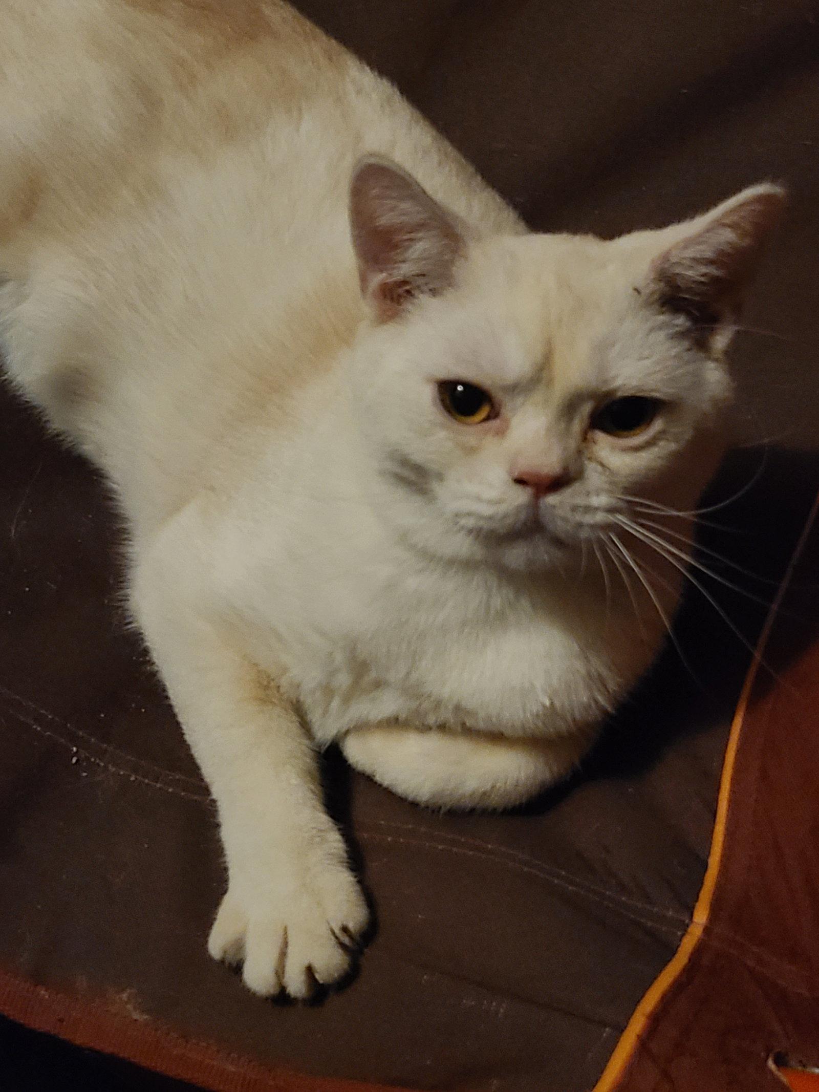 Enlarge Wisp, a Adoptable American Shorthair in Phoenix, AZ image 1/3