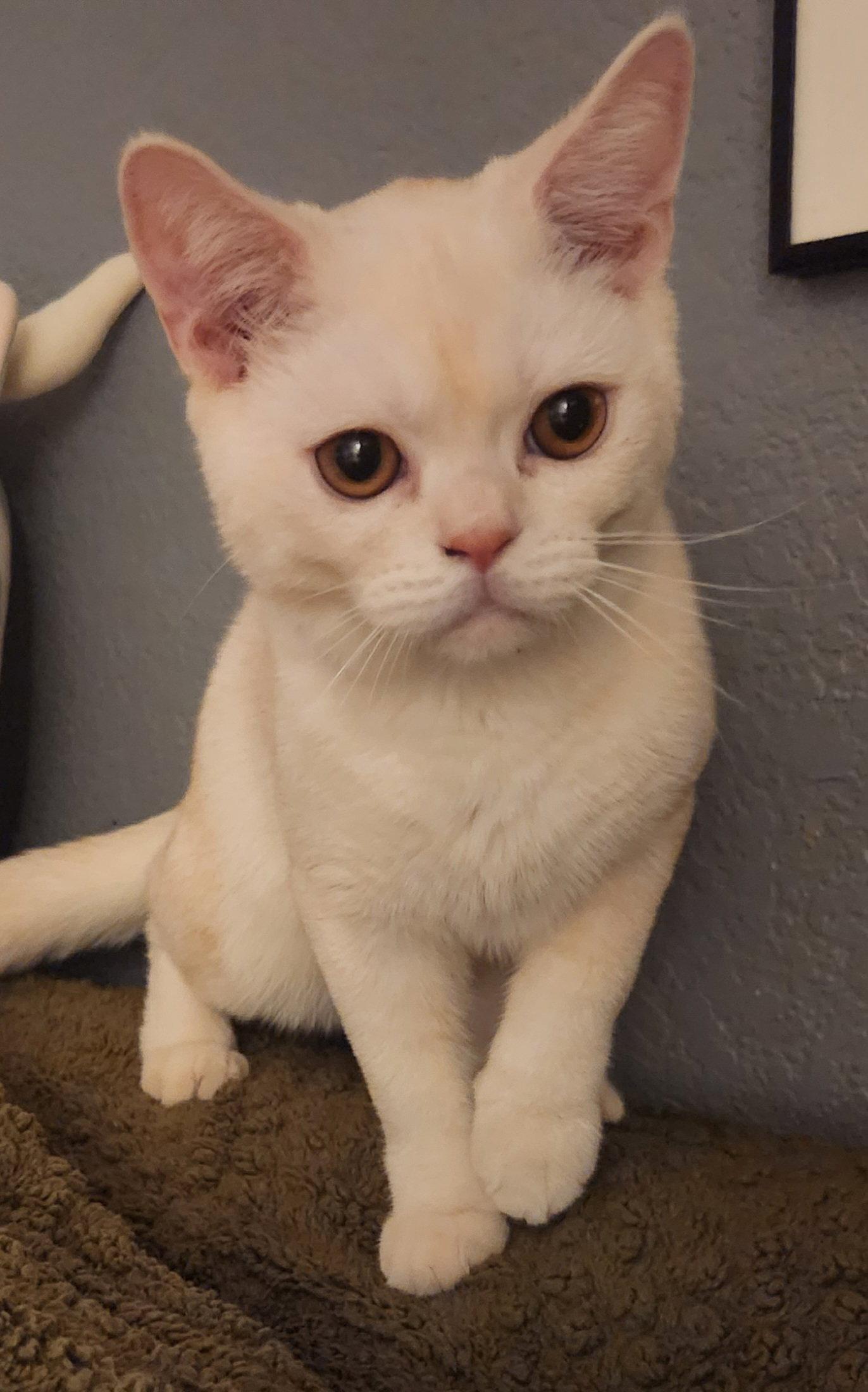 Enlarge Wisp, a Adoptable American Shorthair in Phoenix, AZ image 2/3