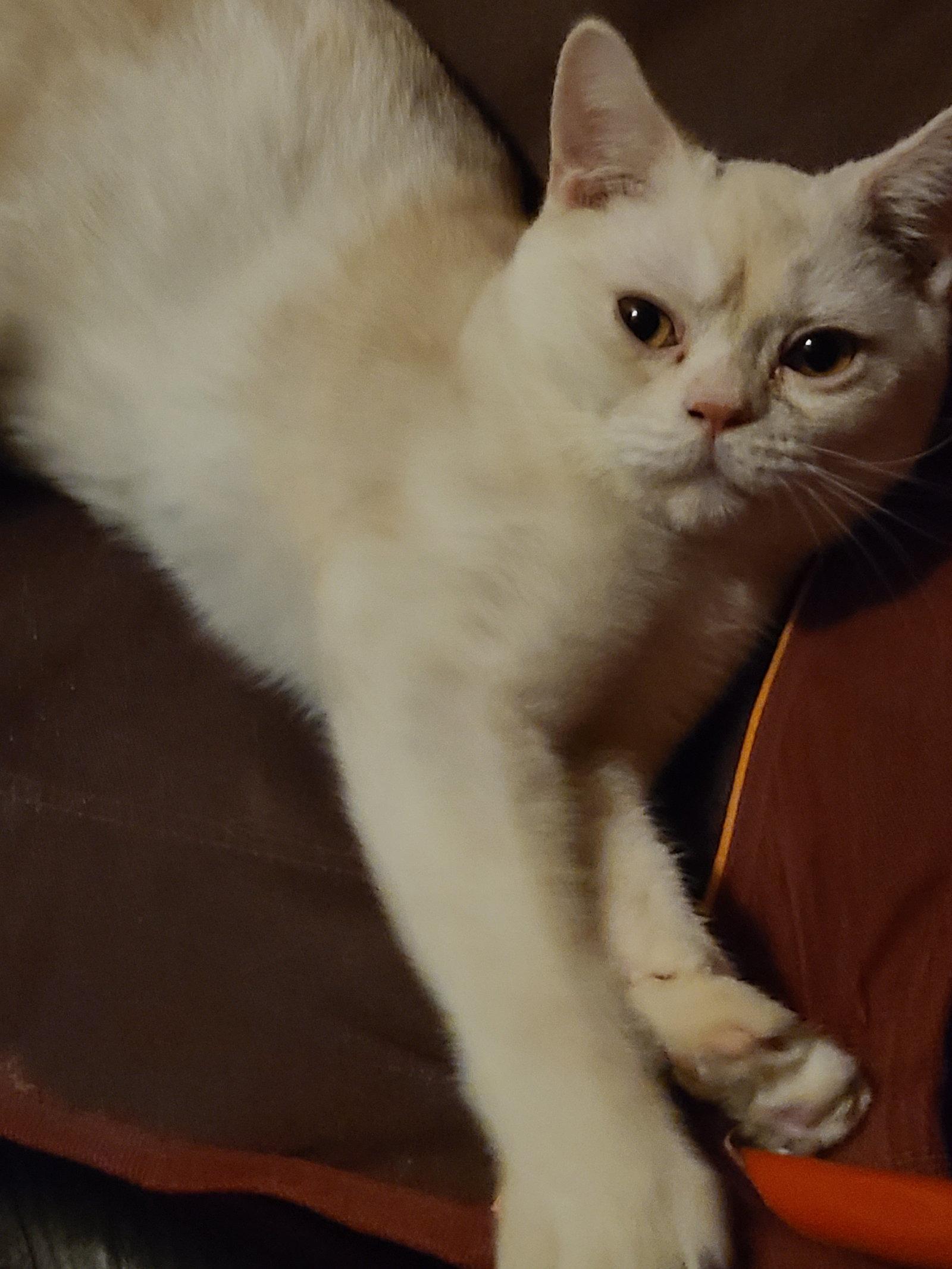 Enlarge Wisp, a Adoptable American Shorthair in Phoenix, AZ image 2/3