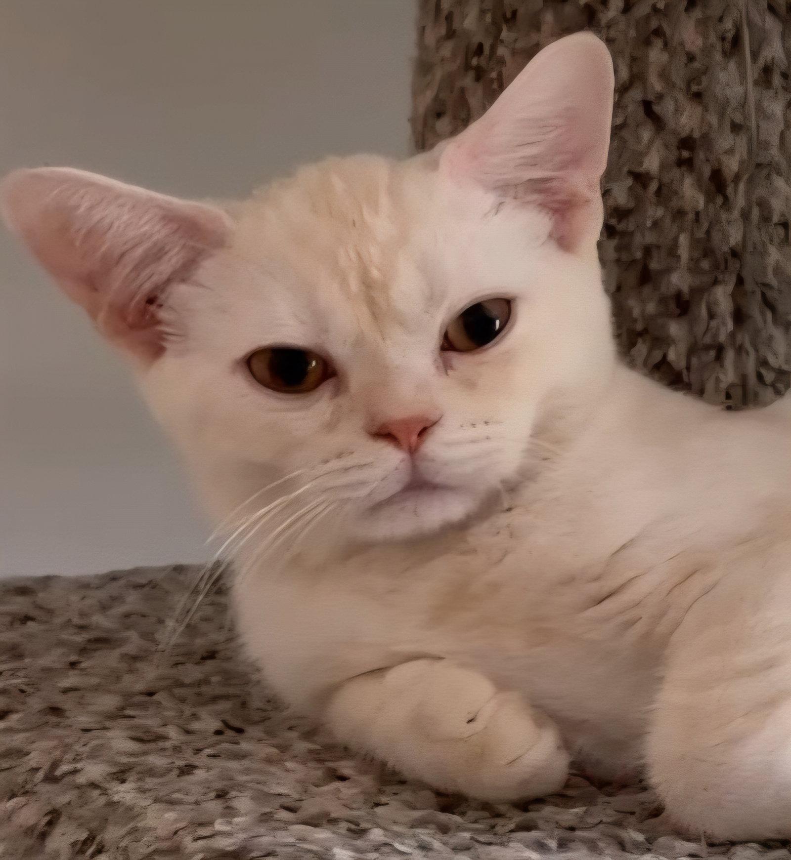Enlarge Wisp, a Adoptable American Shorthair in Phoenix, AZ image 3/3
