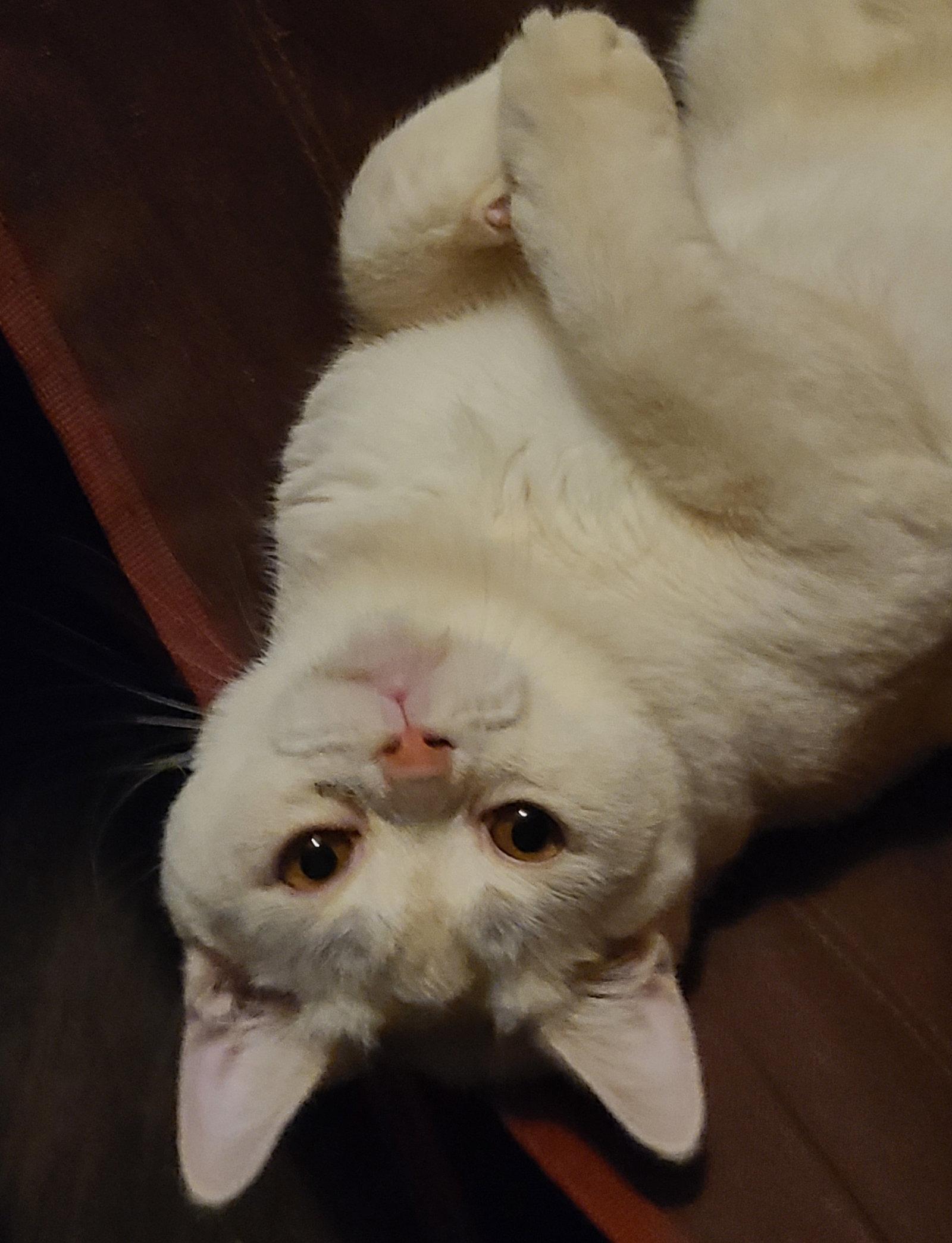 Enlarge Wisp, a Adoptable American Shorthair in Phoenix, AZ image 3/3