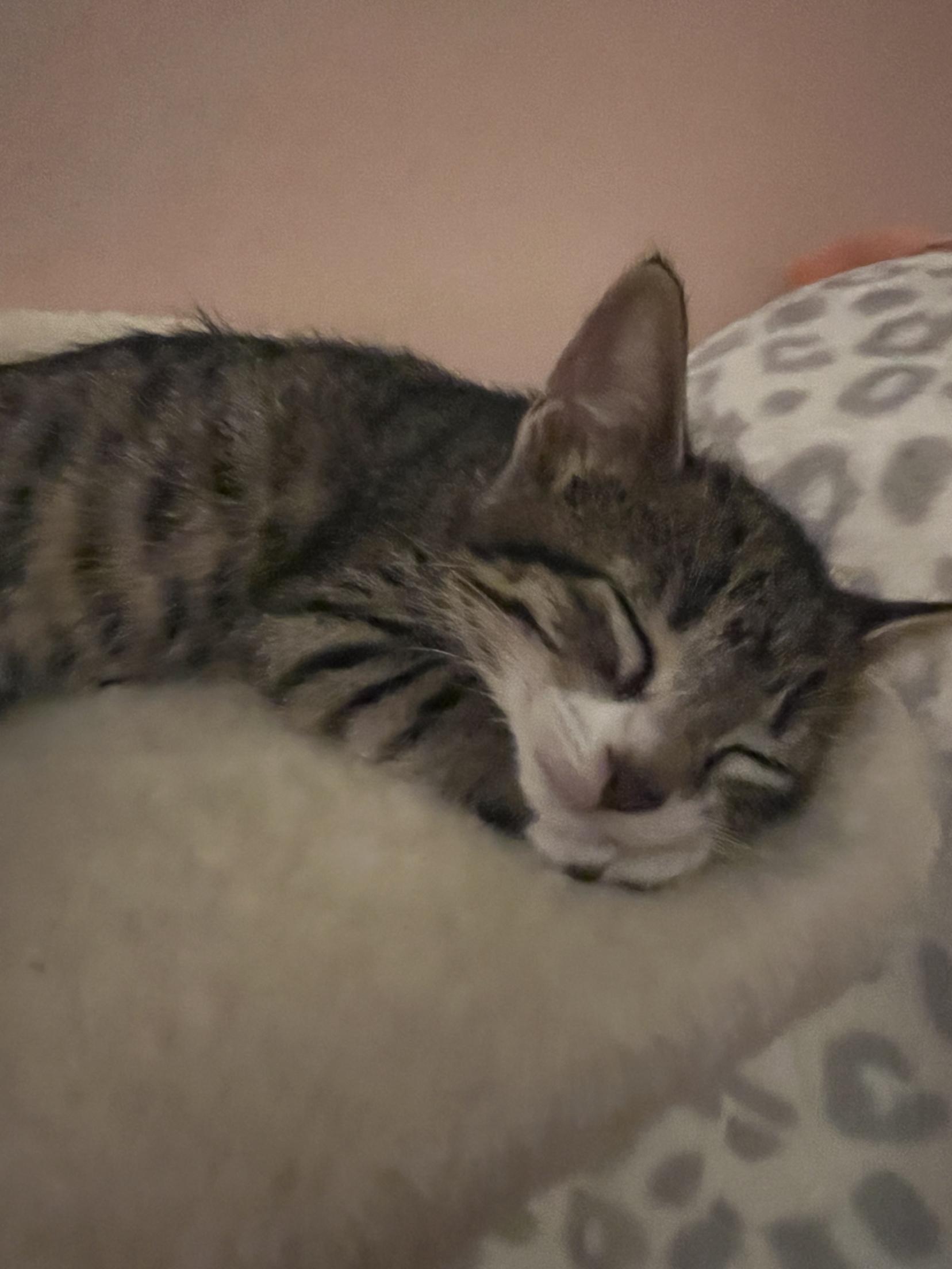 Pixie, an adopted Domestic Short Hair in Pardeeville, WI image 2/3