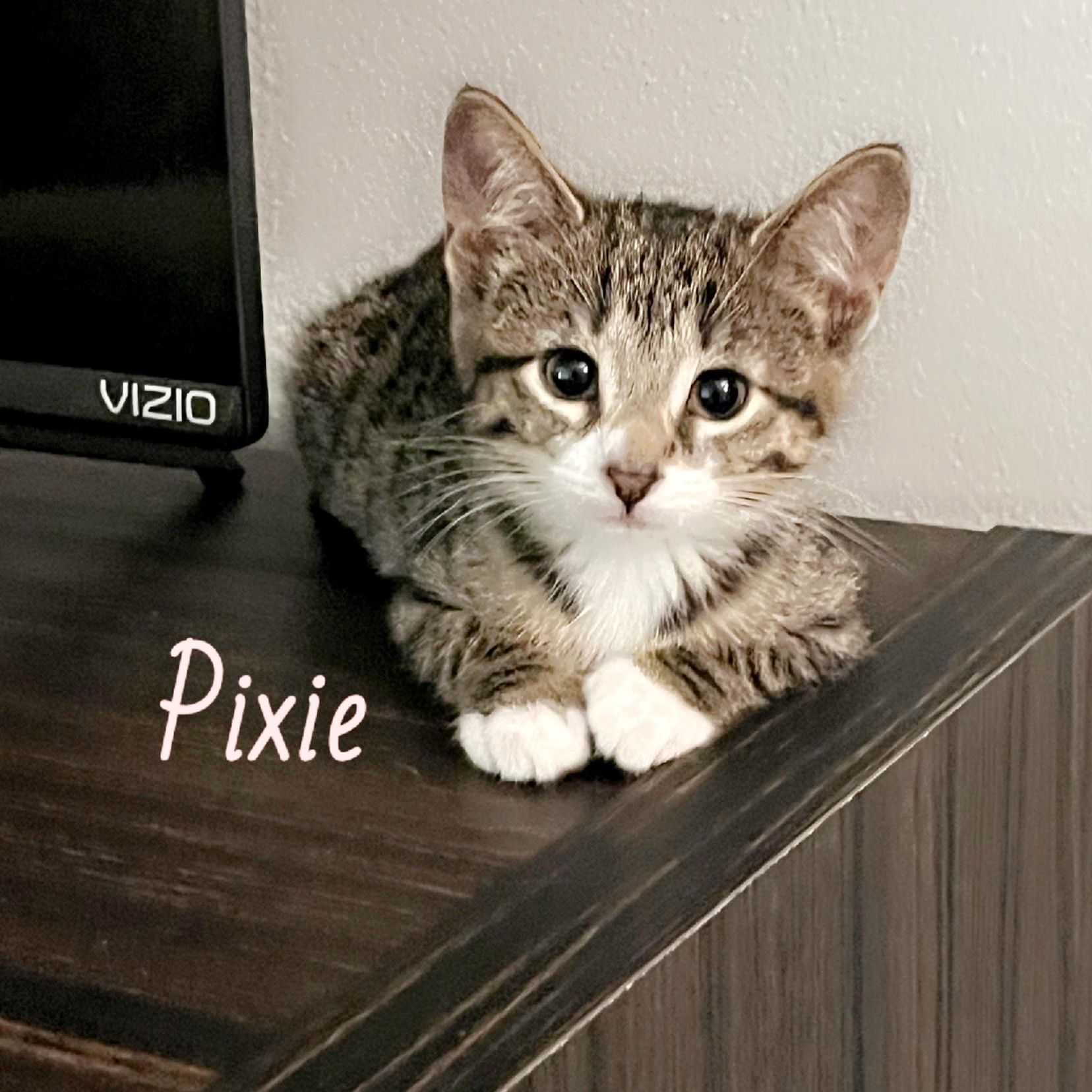 Pixie, adopted, Kitten Female Domestic Short Hair.