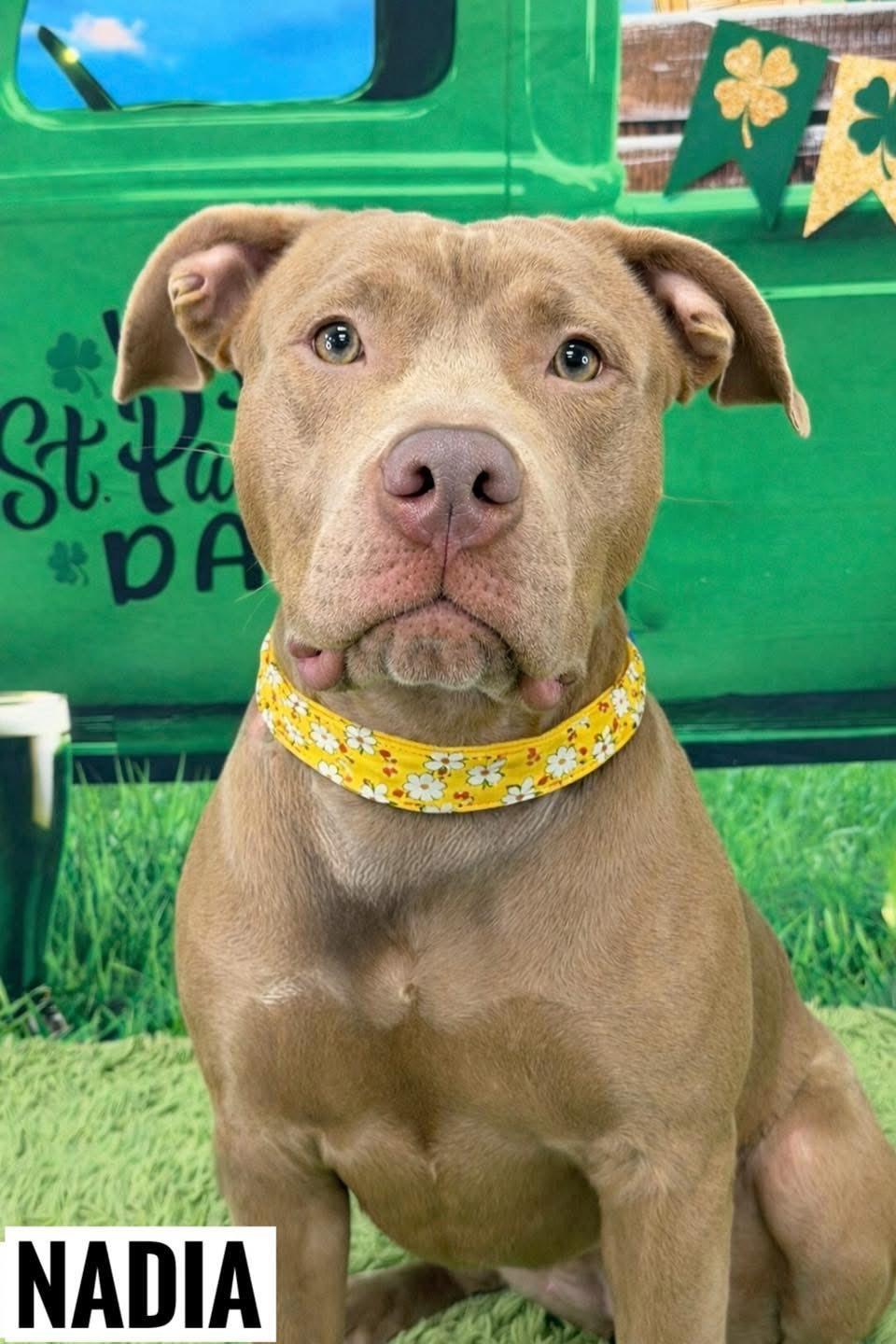 Nadia, ADOPTABLE, Adult Female Mixed Breed.