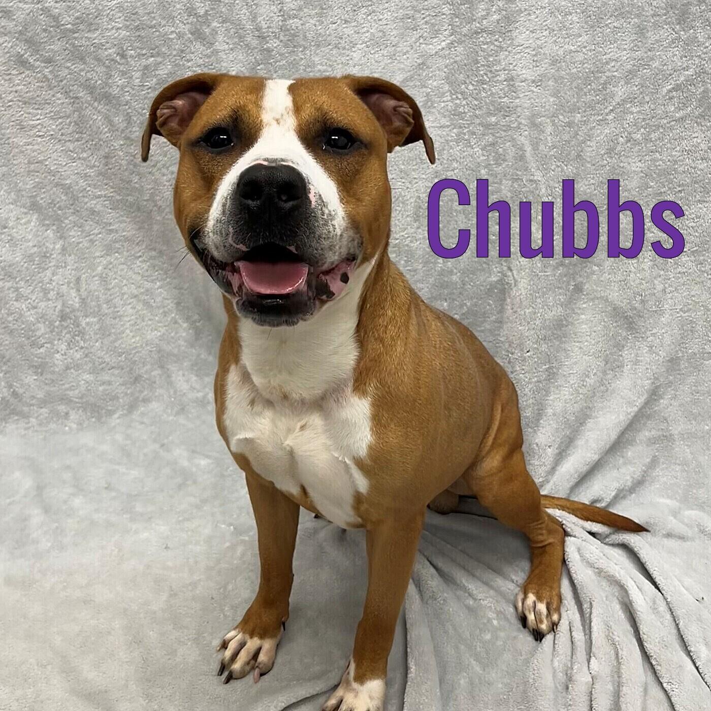 Enlarge Chubbs, a ADOPTABLE mixed breed in Pleasantville, NJ image 1/1