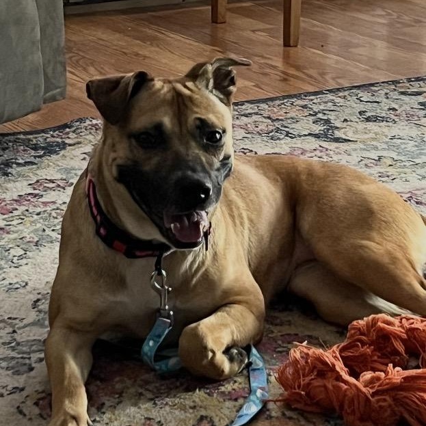 Enlarge Annie, gorgeous sweet girl, thriving in foster!, a Adoptable mixed breed in Virginia Beach, VA image 1/5