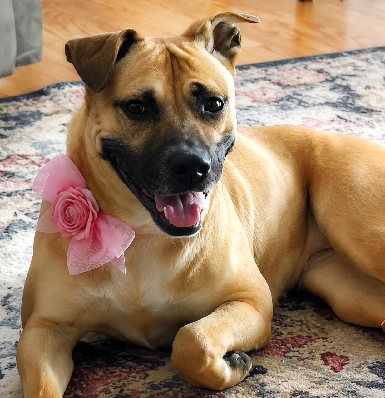 Annie, gorgeous sweet girl, happy, loves kids, crate and house trained, a Adoptable mixed breed in Richmond, VA image 1/5