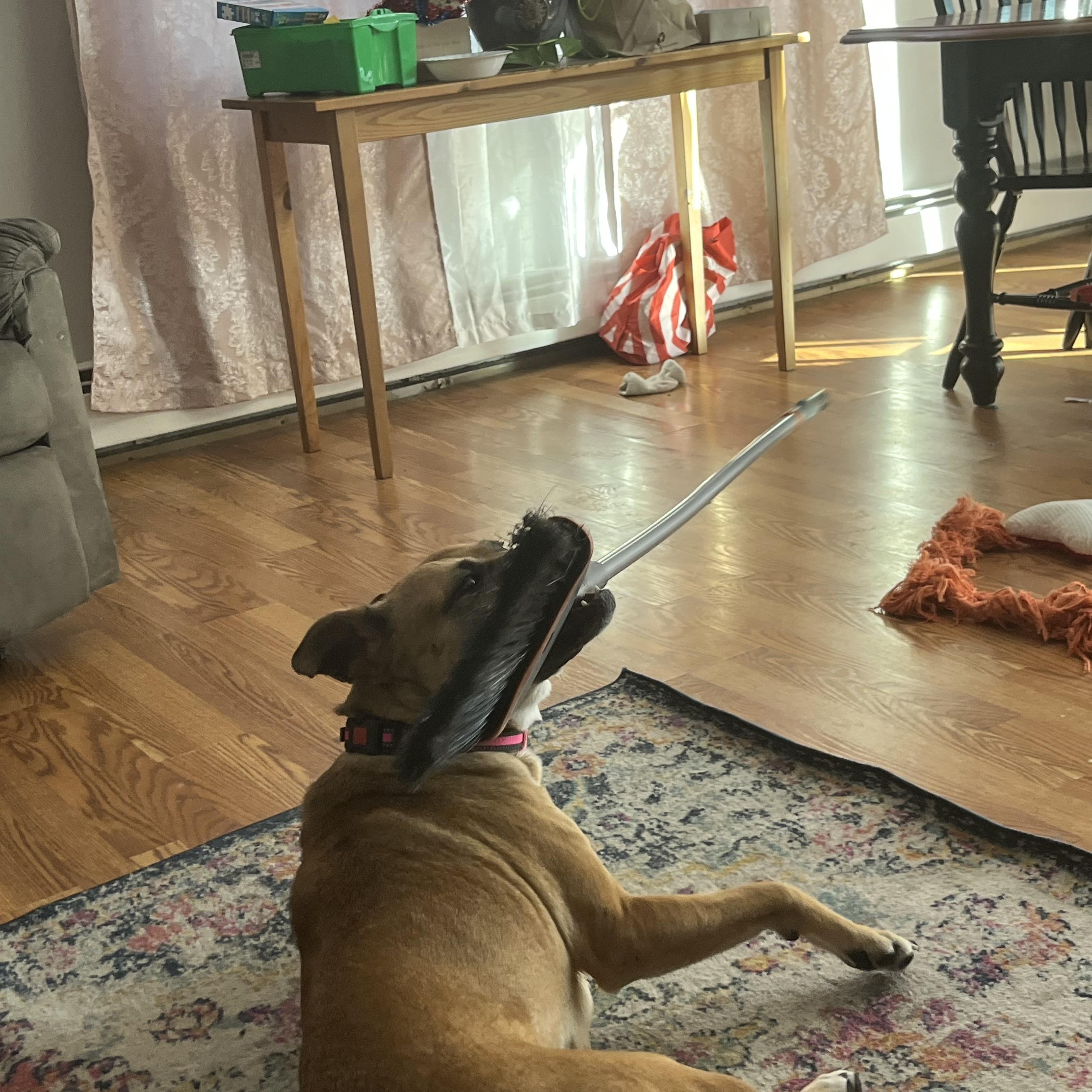 Enlarge Annie, gorgeous sweet girl, thriving in foster!, a Adoptable mixed breed in Virginia Beach, VA image 3/5