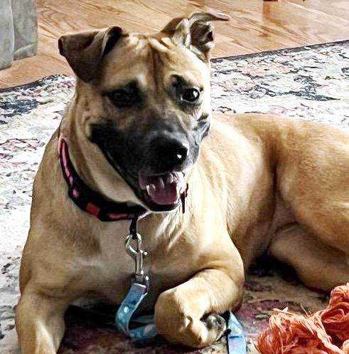 Enlarge Annie, gorgeous sweet girl lost her home! Her Caretaker LOVES HER, a Adoptable mixed breed in Virginia Beach, VA image 1/5