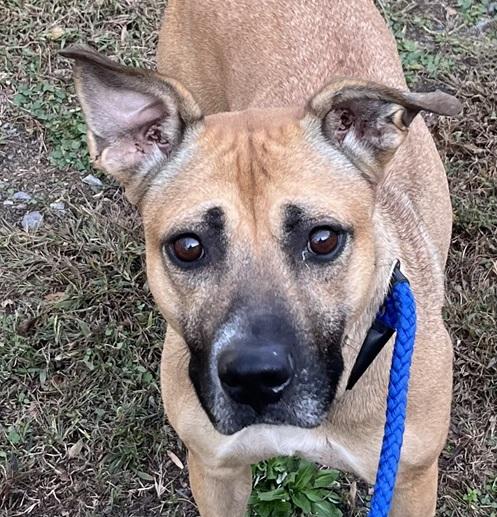 Enlarge Annie, gorgeous sweet girl, thriving in foster!, a Adoptable mixed breed in Virginia Beach, VA image 4/5