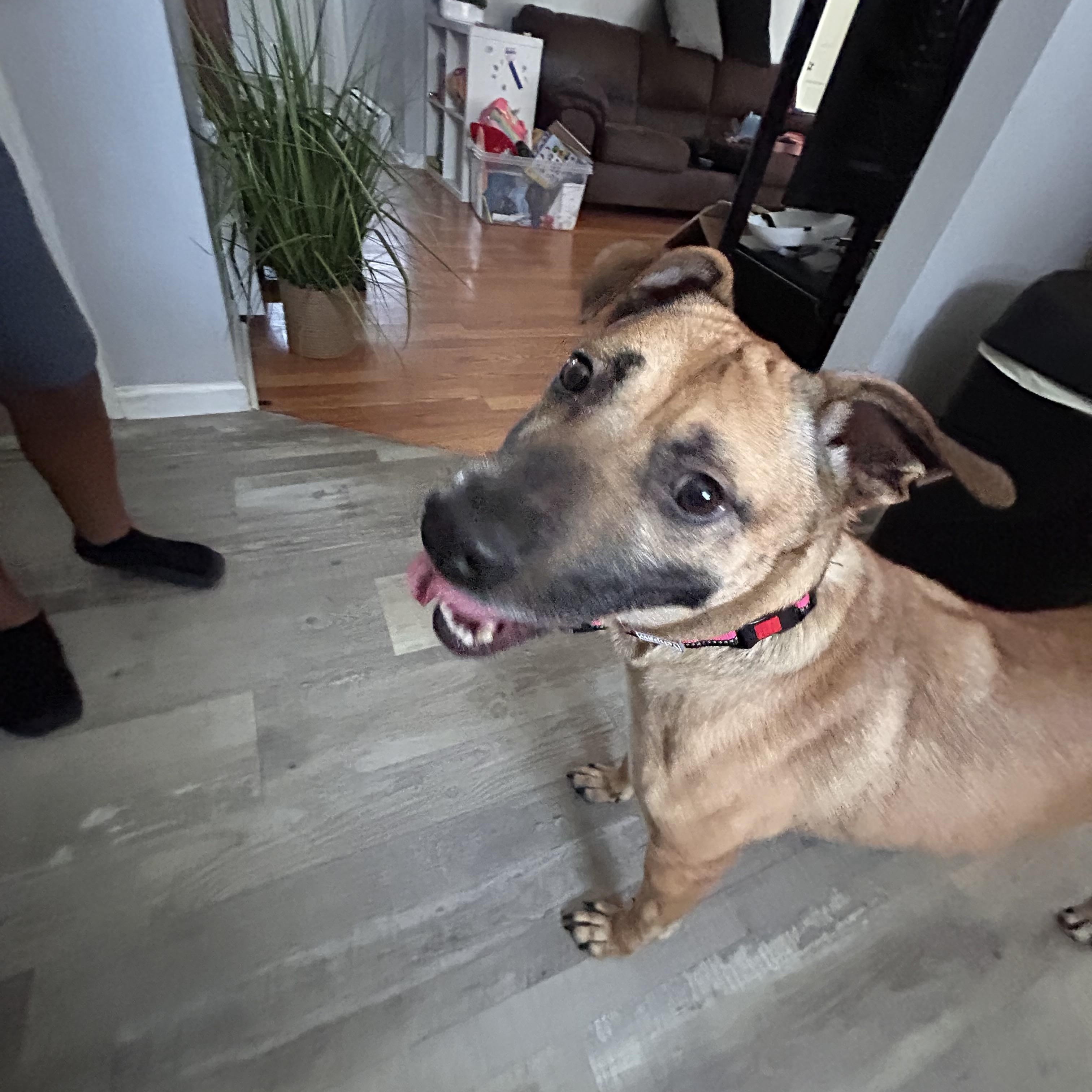 Enlarge Annie, gorgeous sweet girl, thriving in foster!, a Adoptable mixed breed in Virginia Beach, VA image 2/5