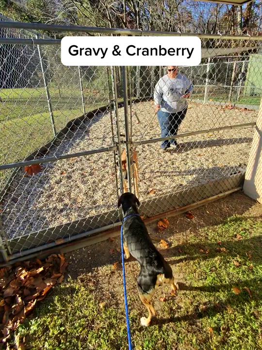 Enlarge Annie, gorgeous sweet girl, thriving in foster!, a Adoptable mixed breed in Virginia Beach, VA video 5/5