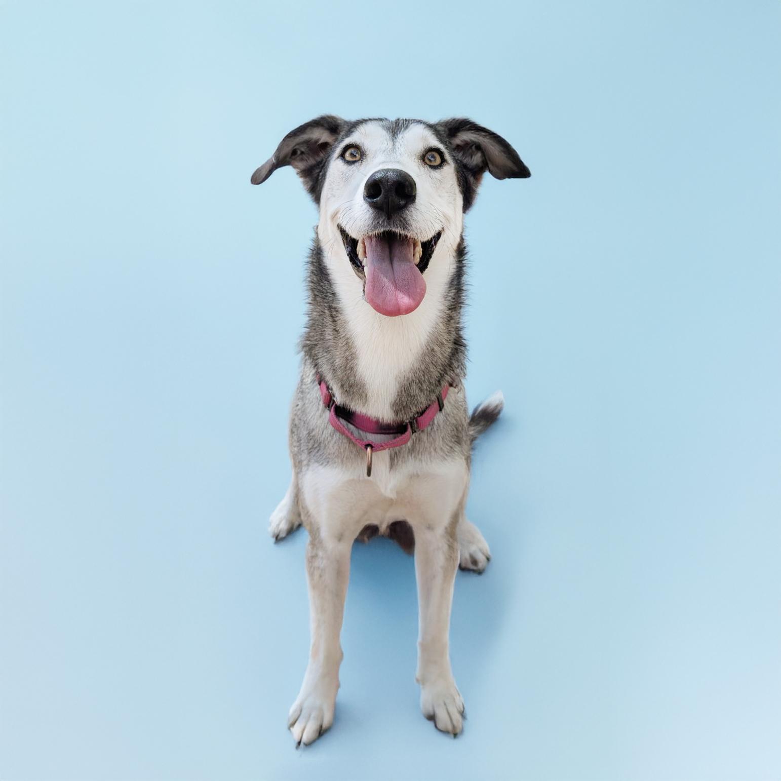 Kiska, a Adopted mixed breed in Scottsdale, AZ image 2/3