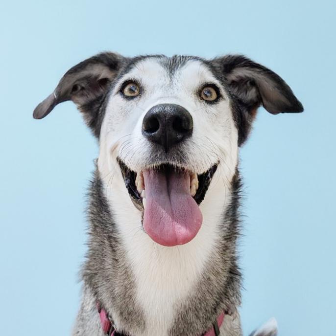 Kiska, a Adopted mixed breed in Scottsdale, AZ image 1/3