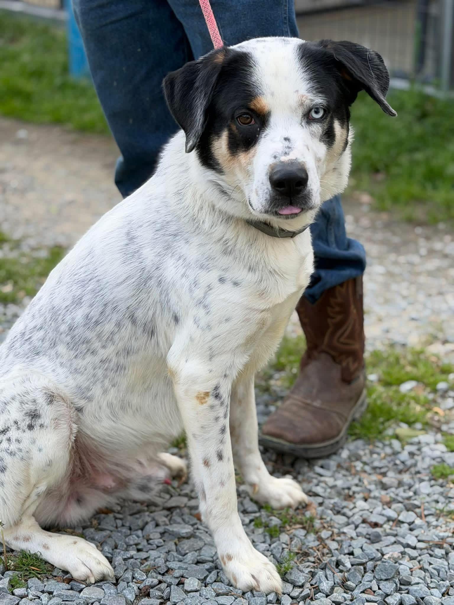 Enlarge Panda , a ADOPTABLE mixed breed in Elizabethtown, NC image 1/1