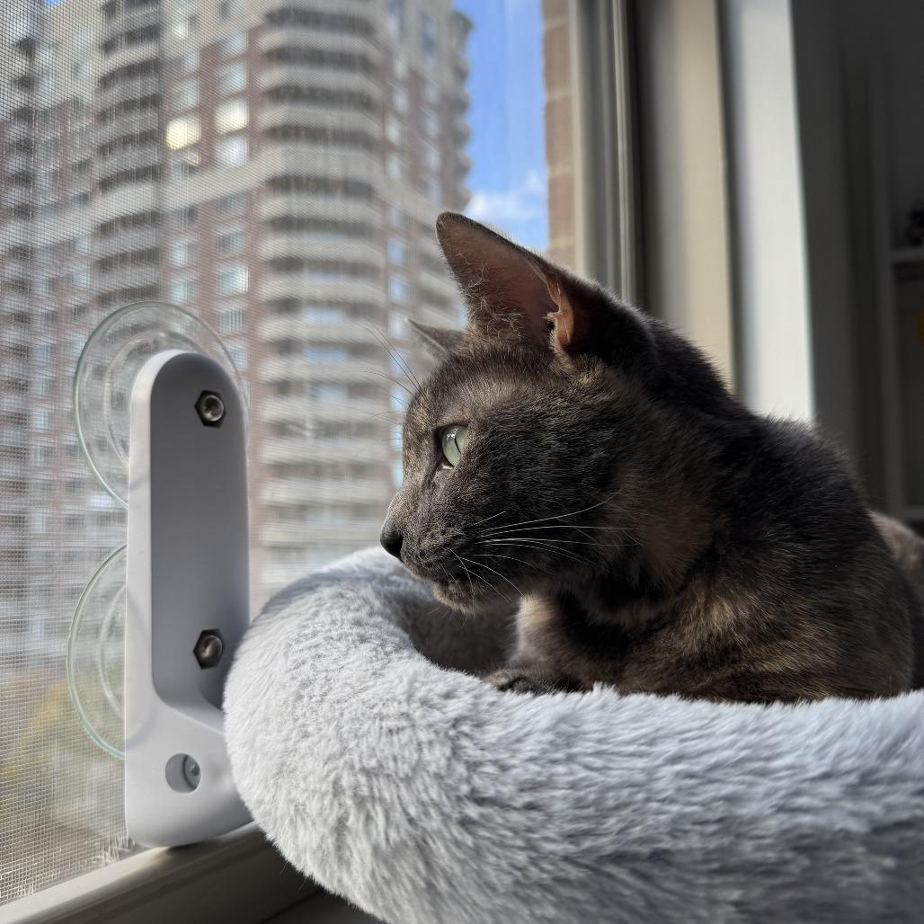 Gris Cordero, a Adoptable Domestic Short Hair in Merrifield, VA image 1/6