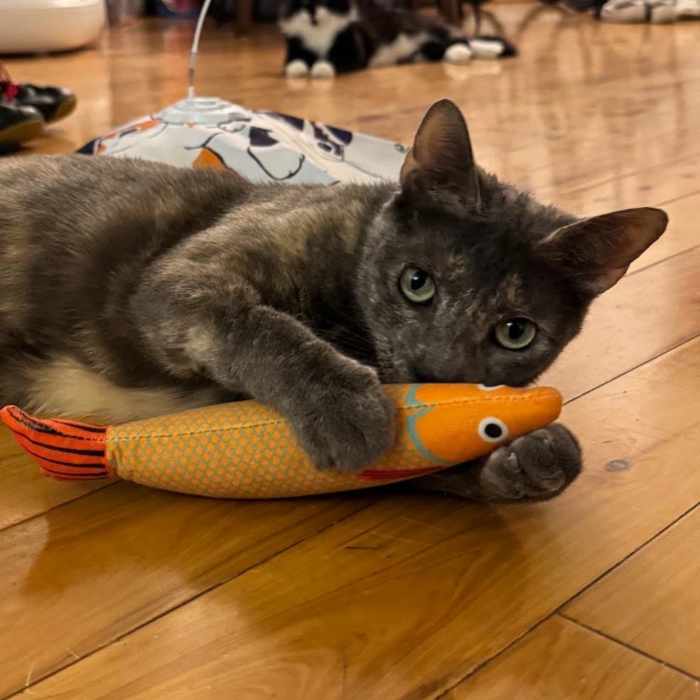 Gris Cordero, Adoptable, Adult Female Domestic Short Hair.