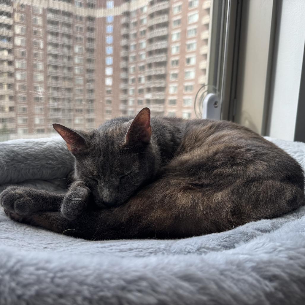 Gris Cordero, a Adoptable Domestic Short Hair in Merrifield, VA image 3/6