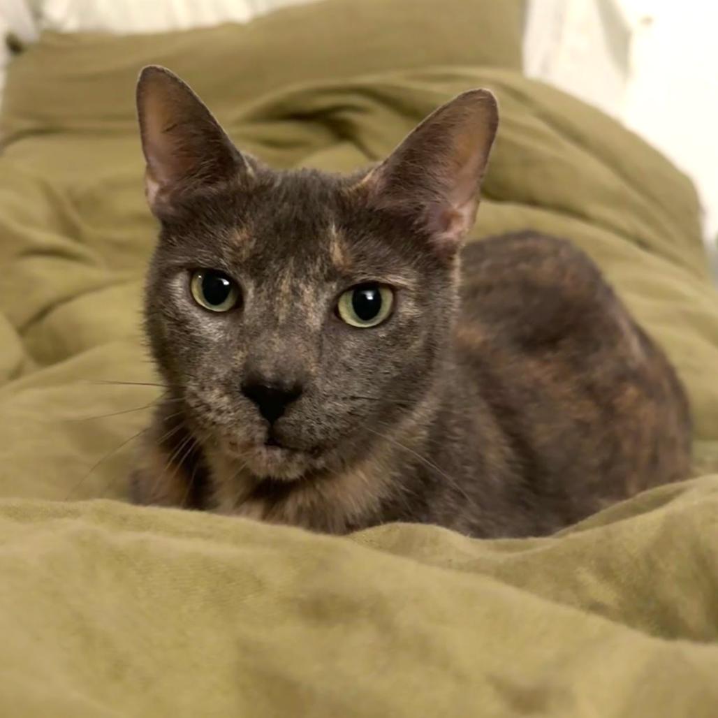Enlarge Gris Cordero, a Adoptable Domestic Short Hair in Merrifield, VA image 2/6