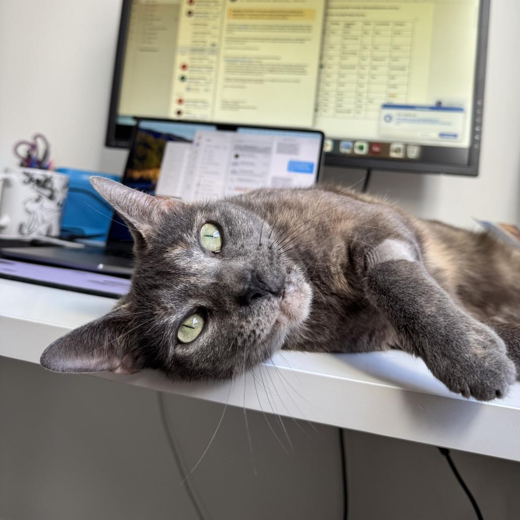 Gris Cordero, a Adoptable Domestic Short Hair in Merrifield, VA image 5/6