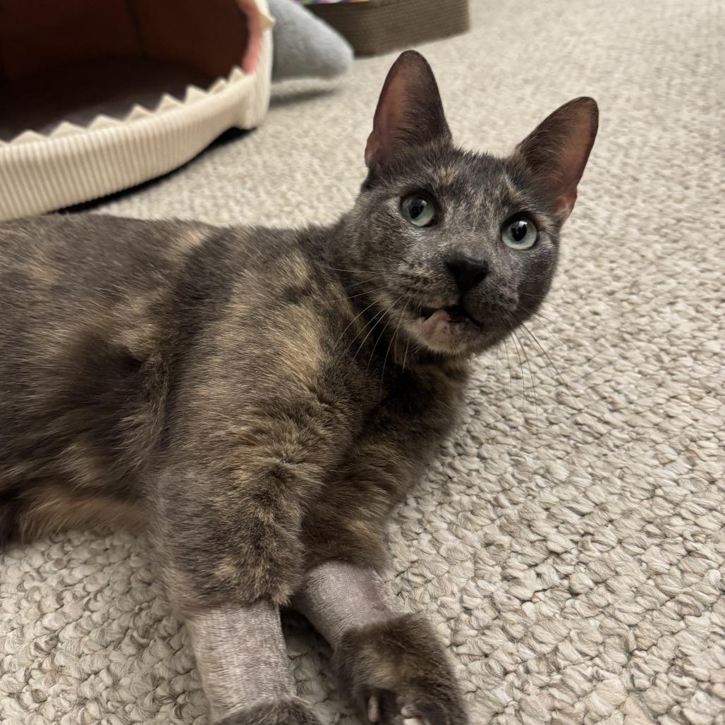 Enlarge Gris Cordero, a Adoptable Domestic Short Hair in Merrifield, VA image 3/6