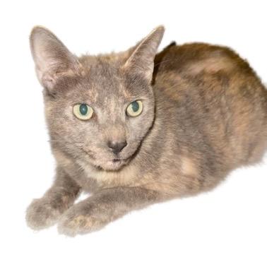 Enlarge Gris Cordero, a Adoptable Domestic Short Hair in Merrifield, VA image 4/6