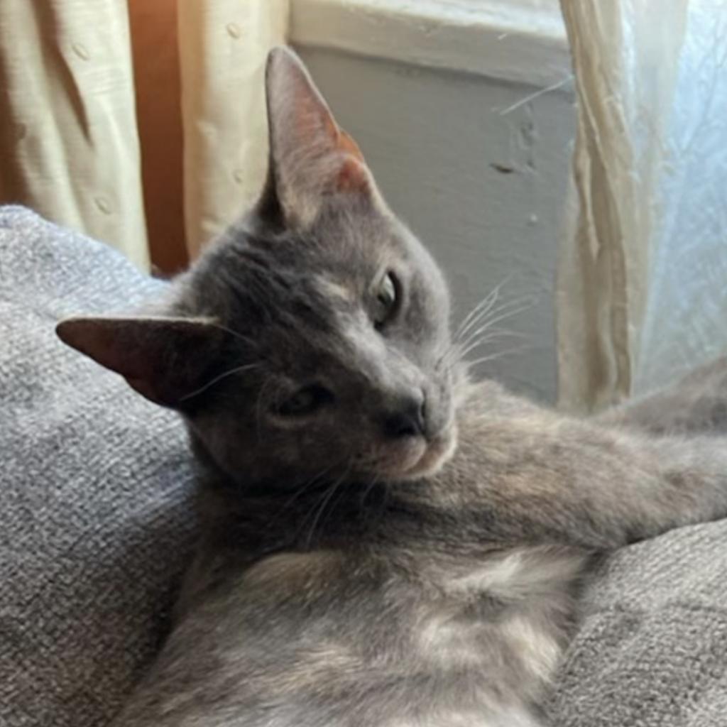 Enlarge Gris Cordero, a Adoptable Domestic Short Hair in Merrifield, VA image 5/6