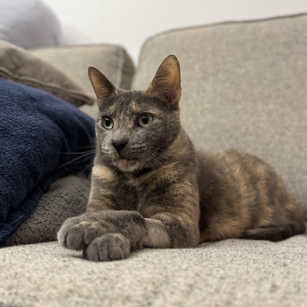 Enlarge Gris Cordero, a Adoptable Domestic Short Hair in Merrifield, VA image 6/6