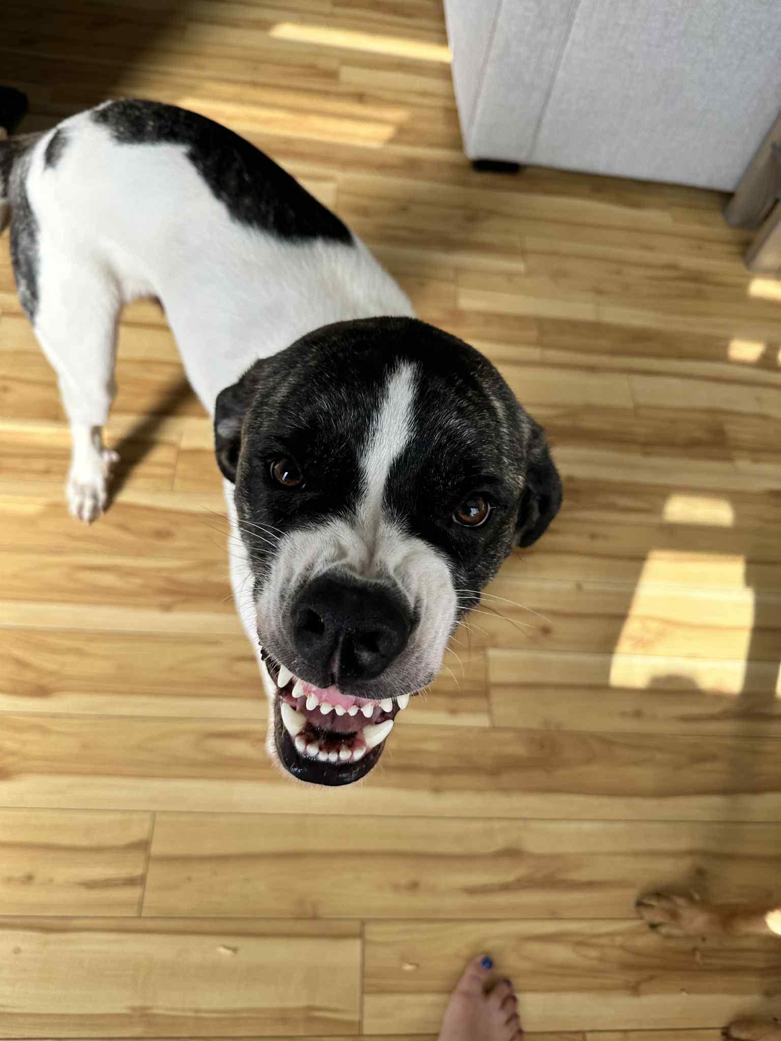 Enlarge Milo, a Adoptable mixed breed in Kirkland Lake, ON image 2/6