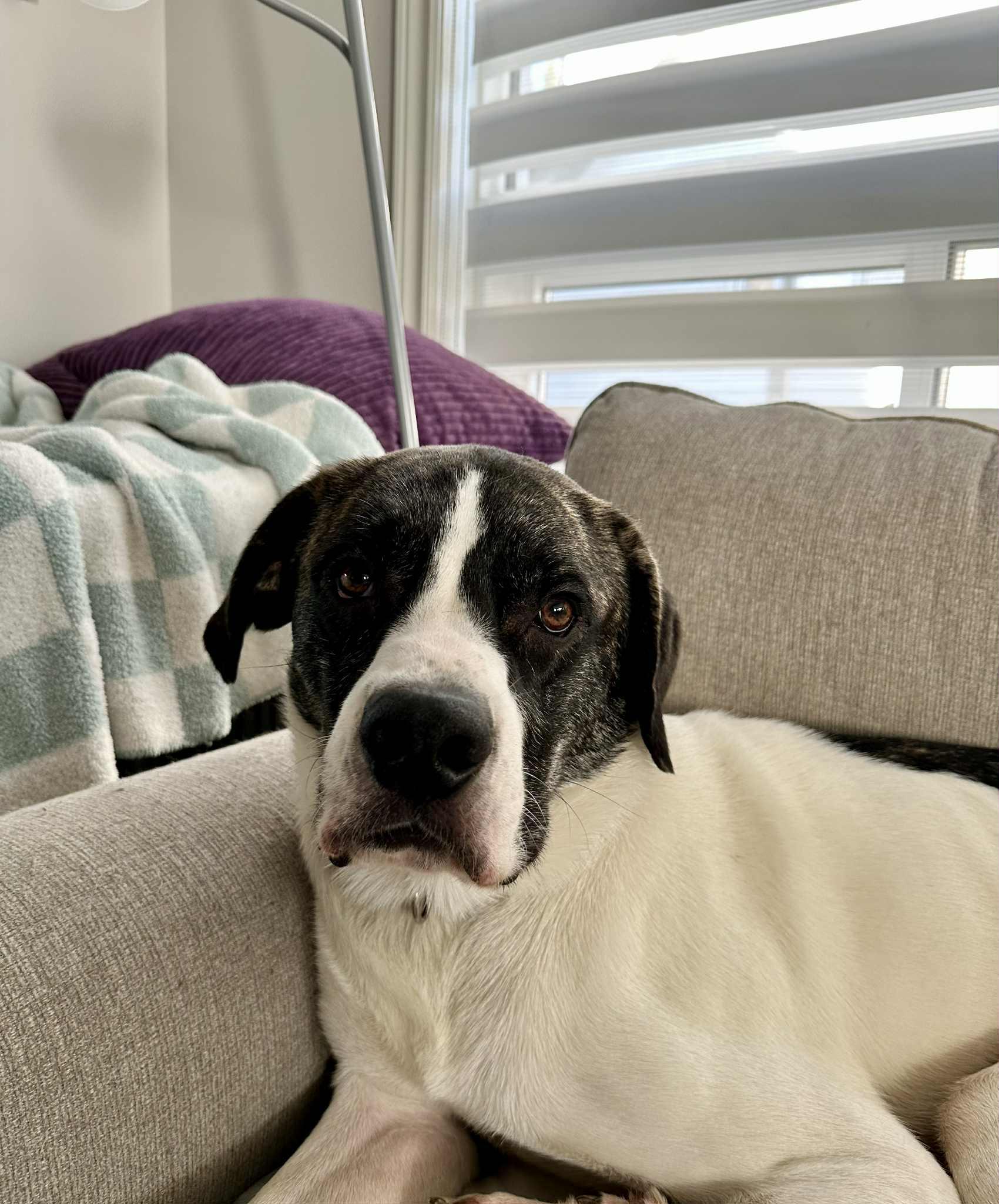 Enlarge Milo, a Adoptable mixed breed in Kirkland Lake, ON image 3/6