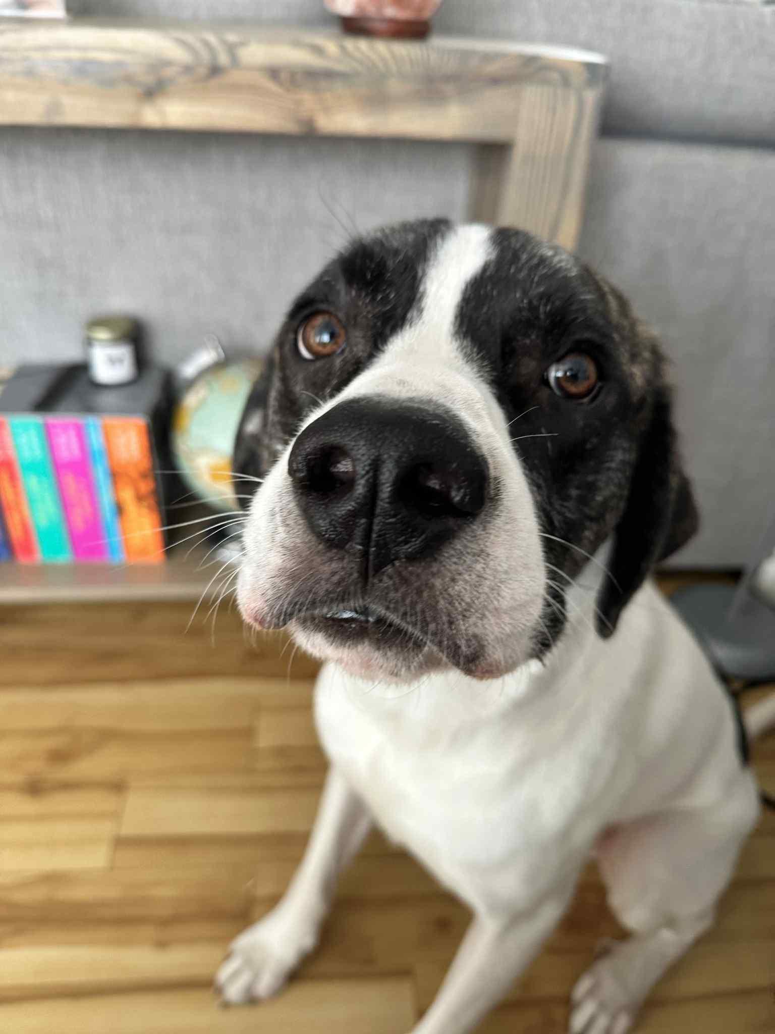 Enlarge Milo, a Adoptable mixed breed in Kirkland Lake, ON image 4/6