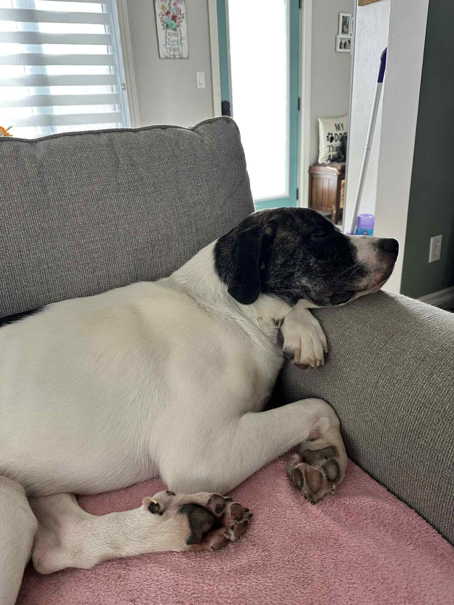 Enlarge Milo, a Adoptable mixed breed in Kirkland Lake, ON image 5/6