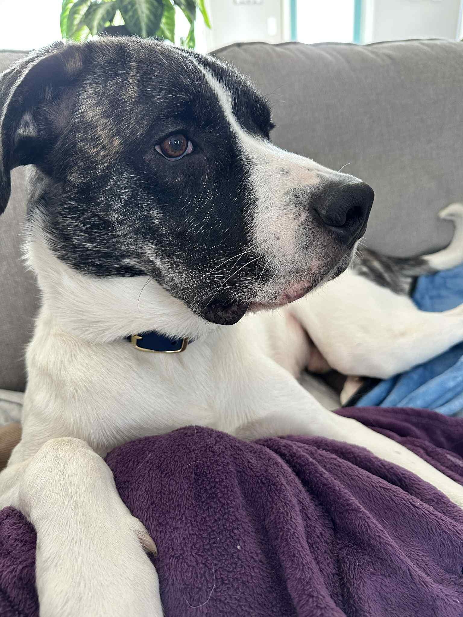 Enlarge Milo, a Adoptable mixed breed in Kirkland Lake, ON image 6/6