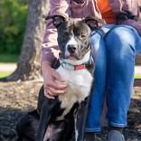 Enlarge Sammy Smokes, a Adoptable Pit Bull Terrier in Hilliard, OH image 1/1