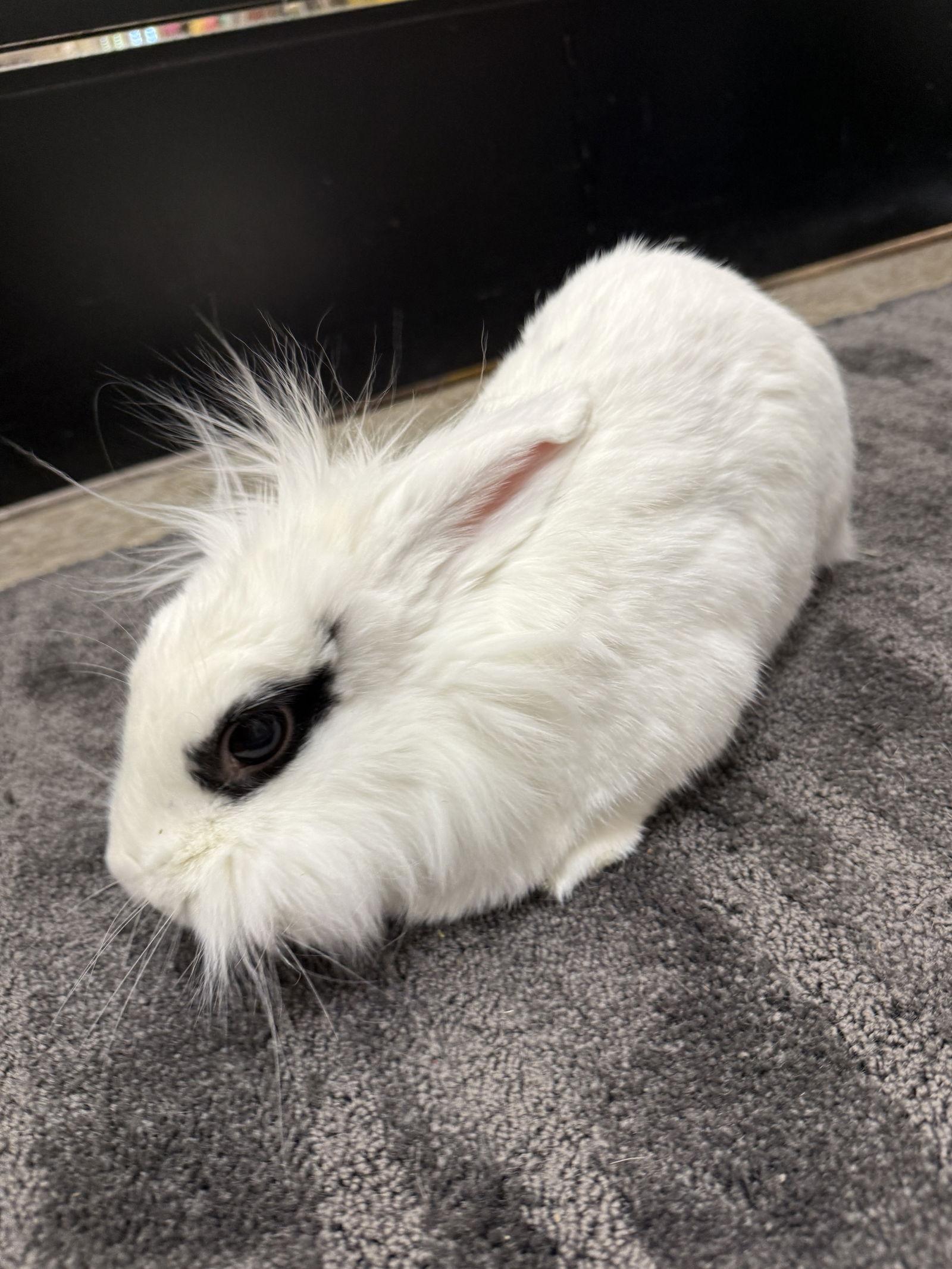 Enlarge Dotty, a Adoptable Lionhead in Queen Creek, AZ image 1/3