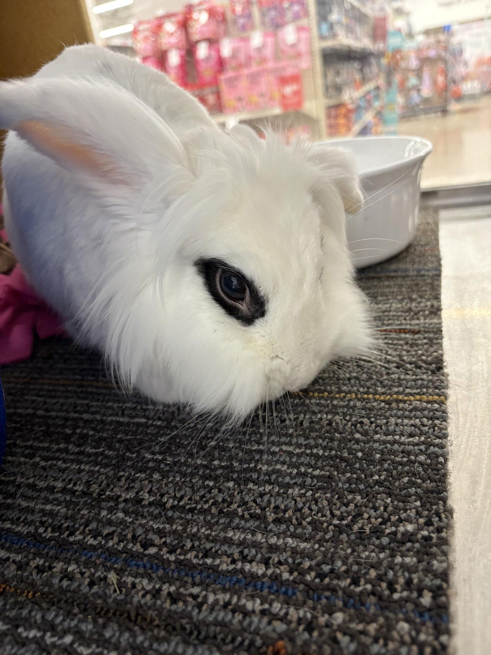 Enlarge Dotty, a Adoptable Lionhead in Queen Creek, AZ image 2/3