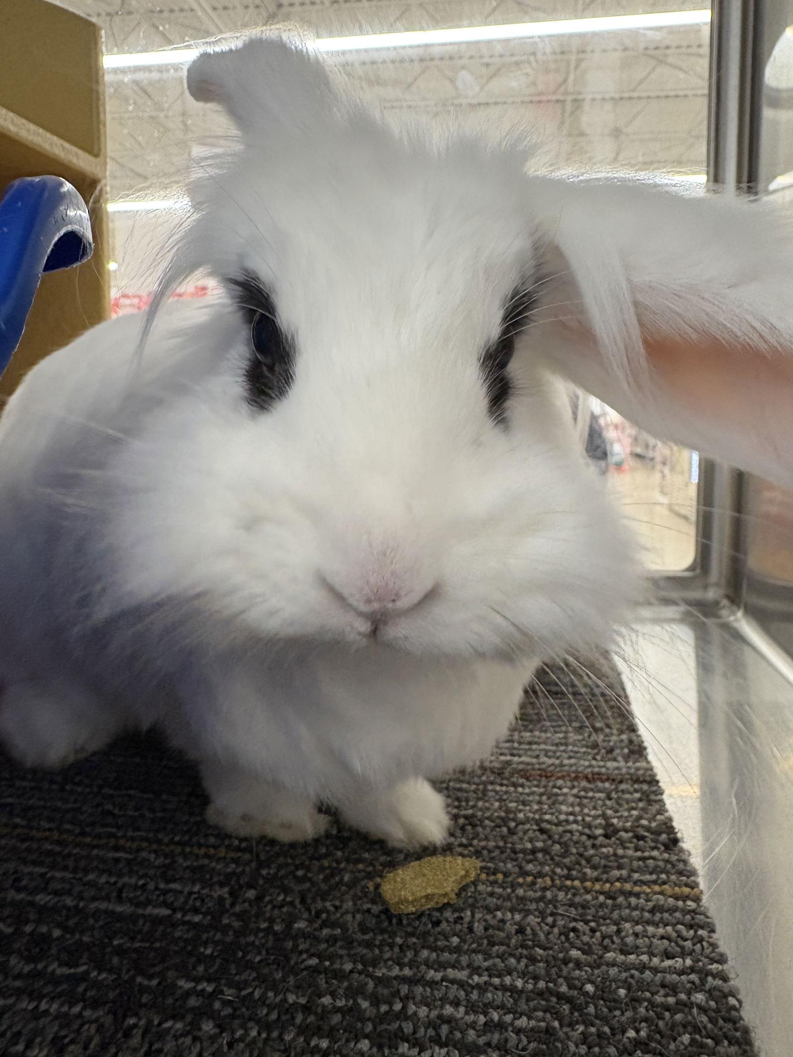 Enlarge Dotty, a Adoptable Lionhead in Queen Creek, AZ image 3/3
