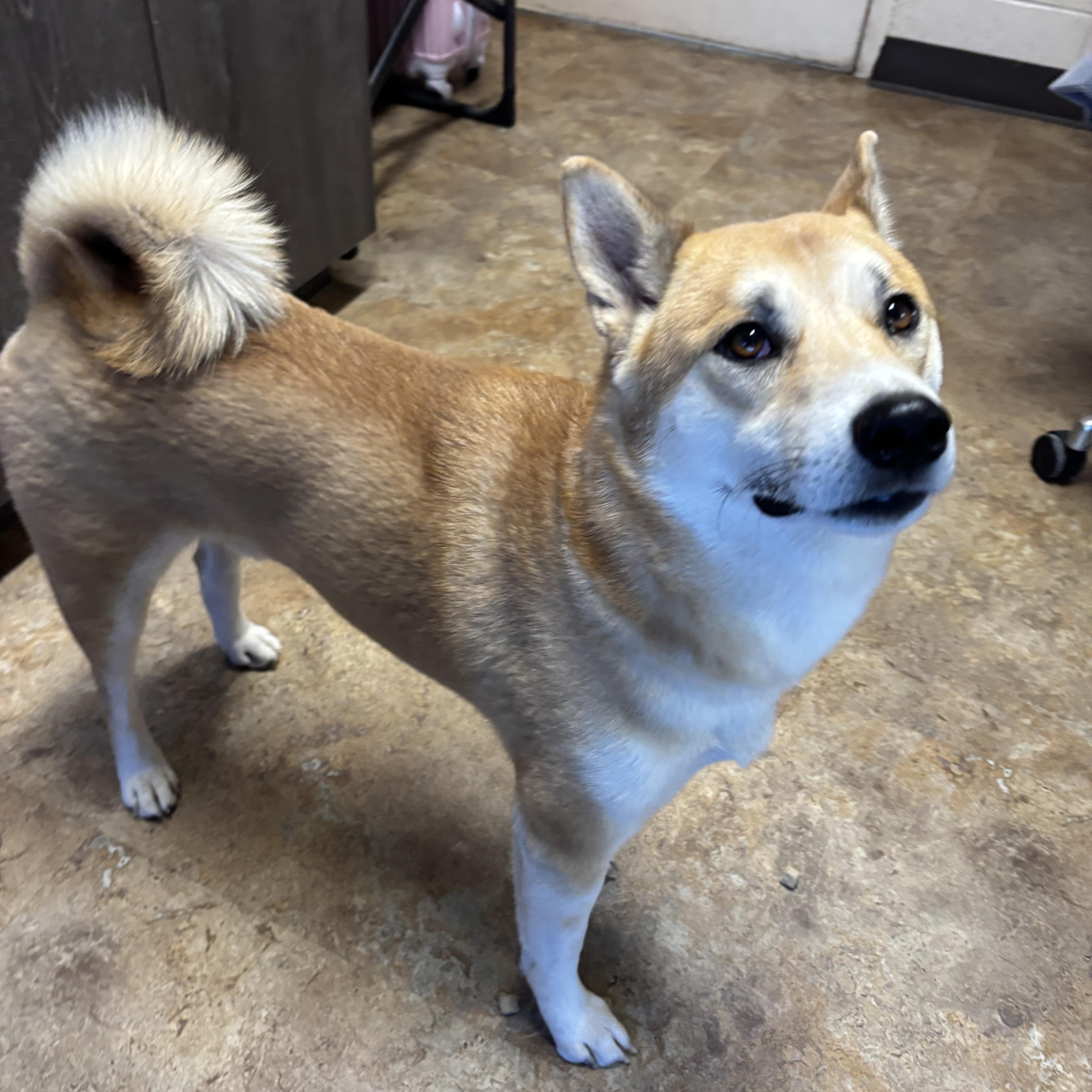 Enlarge Cosmo, a Adoptable Shiba Inu in Washington, UT image 1/1