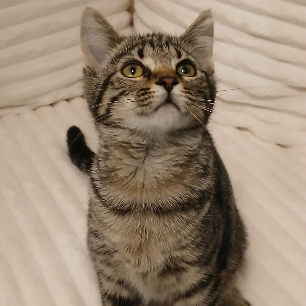 Enlarge Sweet Pea, a Adoptable Domestic Short Hair in Canton, IL image 1/3