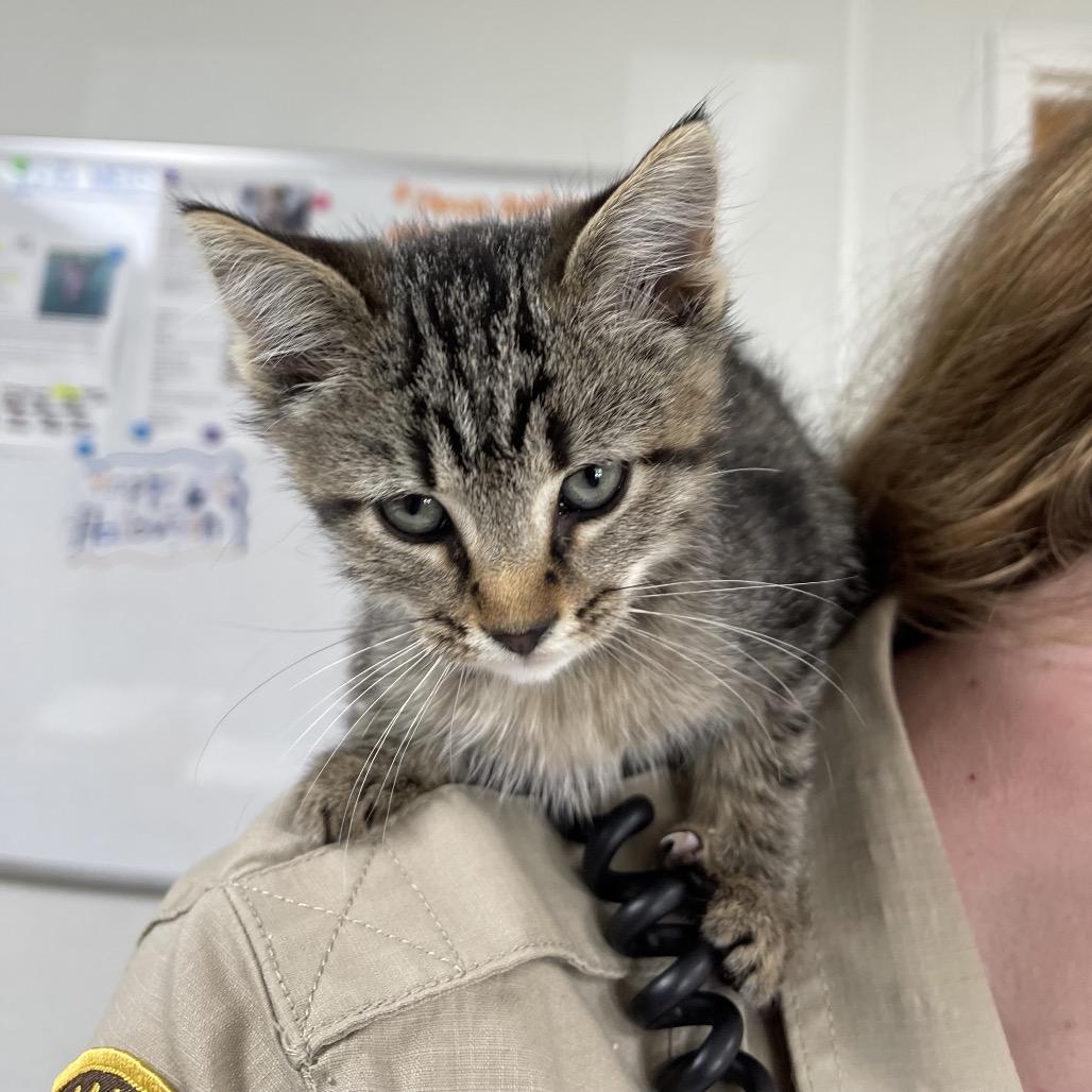 Enlarge Sweet Pea, a Adoptable Domestic Short Hair in Canton, IL image 2/3