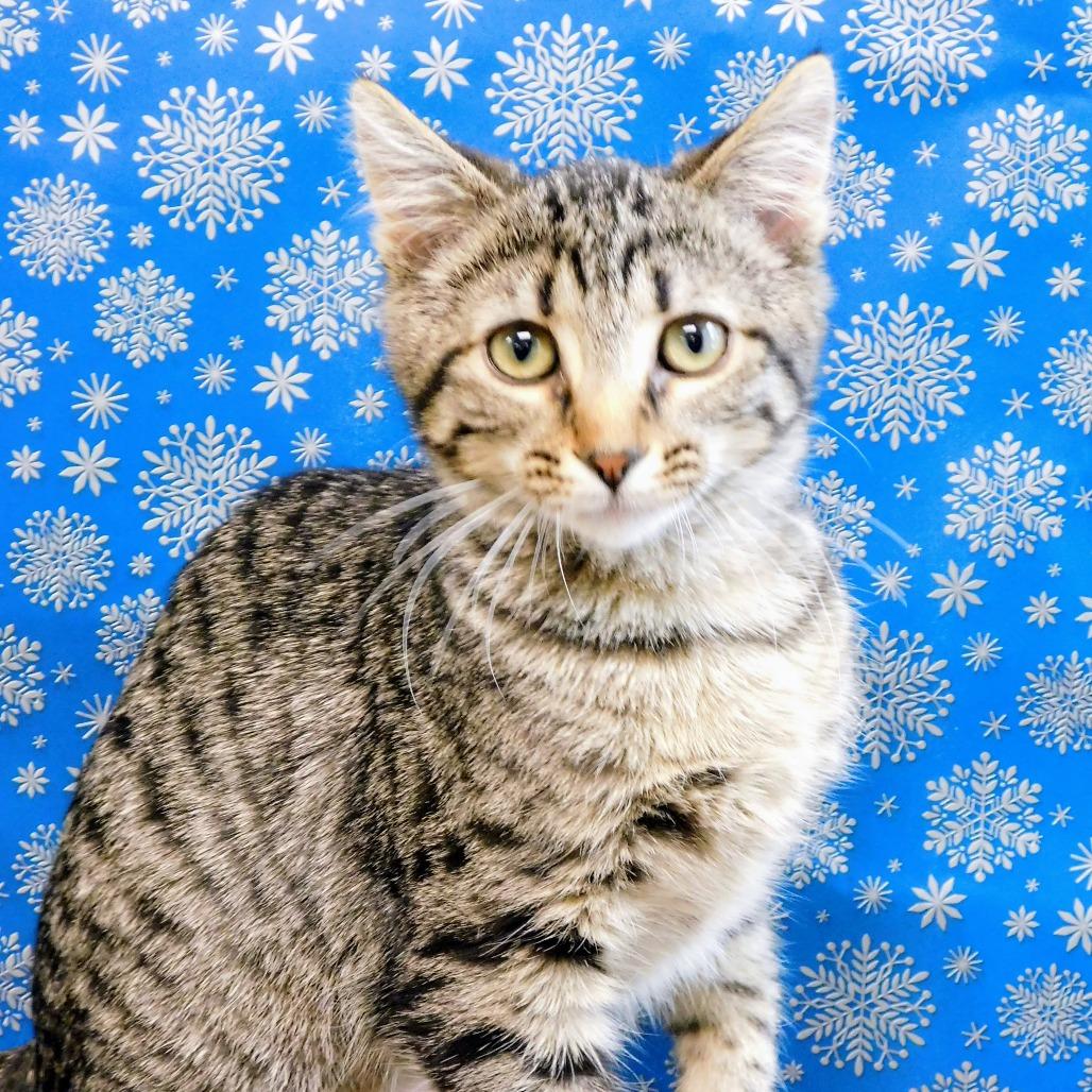 Enlarge Sweet Pea, a Adoptable Domestic Short Hair in Canton, IL image 3/3