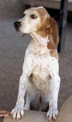 Enlarge Monsterrat (CA), a Adoptable Treeing Walker Coonhound in Jackson, CA image 3/4