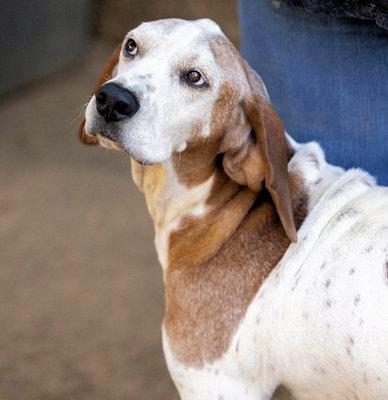 Enlarge Monsterrat (CA), a Adoptable Treeing Walker Coonhound in Jackson, CA image 4/4
