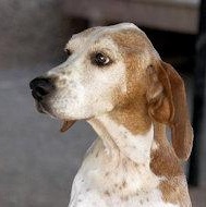 Enlarge Monsterrat (CA), a Adoptable Treeing Walker Coonhound in Jackson, CA image 2/4