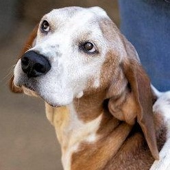 Monsterrat (CA), Adoptable, Adult Male Treeing Walker Coonhound.